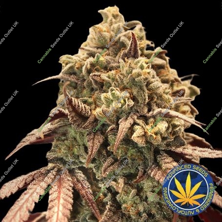 Zerealz Milk Auto Feminized Marijuana Strain by Advanced Seeds For Sale Online at Cannabis Seeds Outlet