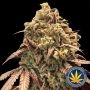 Zerealz Milk Auto Feminized Marijuana Strain by Advanced Seeds For Sale Online at Cannabis Seeds Outlet