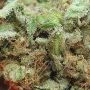 Tangie Feminized by Royal Queen Seeds THC Content Potency Strength CBD Height Yield Flowering Time Indica Sativa Genetics