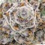 Forbidden Fruit Feminized by Royal Queen Seeds THC Content Potency Strength CBD Height Yield Flowering Time Indica Sativa Geneti