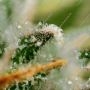Special Queen 1 Auto Feminized by Royal Queen Seeds THC Content Potency Strength CBD Height Yield Flowering Time Indica Sativa G
