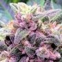 Candied Orange Feminized by Symbiotic Genetics THC Content Potency Strength CBD Height Yield Flowering Time Indica Sativa Geneti