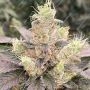 Symbiotic Genetics Cara Cara Smoke Buds Weed Ganja Skunk Dope Pot Images Pics Nuggets