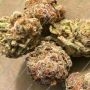 Symbiotic Genetics Grease Fire Smoke Buds Weed Ganja Skunk Dope Pot Images Pics Nuggets