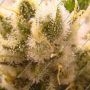 Nimbus Regular by Symbiotic Genetics THC Content Potency Strength CBD Height Yield Flowering Time Indica Sativa Genetics