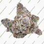 Symbiotic Genetics Tahoe Brunch Smoke Buds Weed Ganja Skunk Dope Pot Images Pics Nuggets