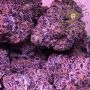 Tahoe Brunch Feminized Marijuana Strain by Symbiotic Genetics For Sale Online at Cannabis Seeds Outlet