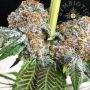Symbiotic Genetics Rated R Smoke Buds Weed Ganja Skunk Dope Pot Images Pics Nuggets
