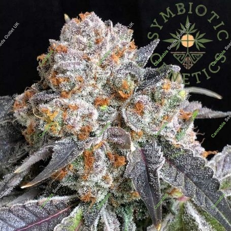 Rated R Feminized Marijuana Strain by Symbiotic Genetics For Sale Online at Cannabis Seeds Outlet