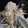 Rated R Feminized Marijuana Strain by Symbiotic Genetics For Sale Online at Cannabis Seeds Outlet