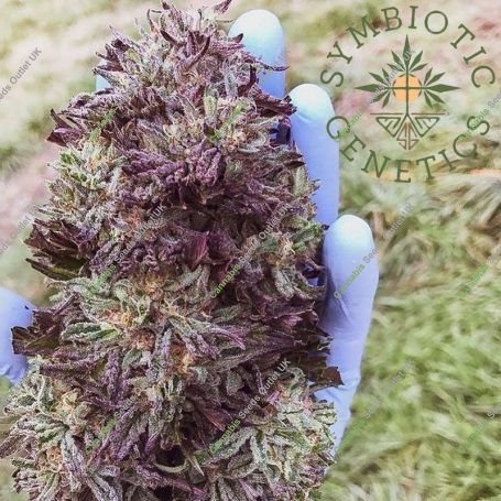 Nimbus Regular Marijuana Strain by Symbiotic Genetics For Sale Online at Cannabis Seeds Outlet