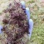 Nimbus Regular Marijuana Strain by Symbiotic Genetics For Sale Online at Cannabis Seeds Outlet