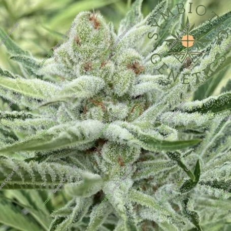 Nam Wah Feminized Marijuana Strain by Symbiotic Genetics For Sale Online at Cannabis Seeds Outlet
