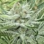 Nam Wah Feminized Marijuana Strain by Symbiotic Genetics For Sale Online at Cannabis Seeds Outlet