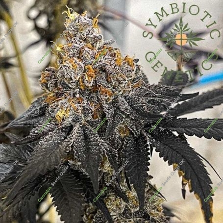 Miracle Fruit Feminized Marijuana Strain by Symbiotic Genetics For Sale Online at Cannabis Seeds Outlet