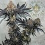 Symbiotic Genetics Miracle Fruit Smoke Buds Weed Ganja Skunk Dope Pot Images Pics Nuggets