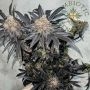 Miracle Fruit Feminized by Symbiotic Genetics THC Content Potency Strength CBD Height Yield Flowering Time Indica Sativa Genetic