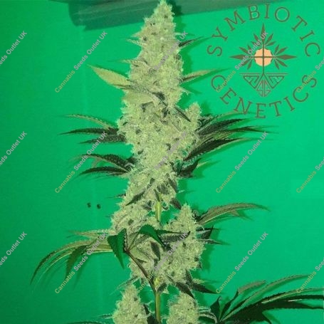 Lemosa Feminized Marijuana Strain by Symbiotic Genetics For Sale Online at Cannabis Seeds Outlet