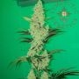 Lemosa Feminized Marijuana Strain by Symbiotic Genetics For Sale Online at Cannabis Seeds Outlet