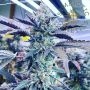 Symbiotic Genetics Kiyomi Smoke Buds Weed Ganja Skunk Dope Pot Images Pics Nuggets