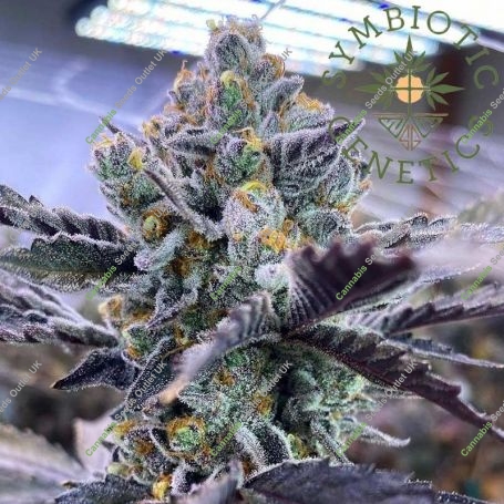 Kiyomi Feminized Marijuana Strain by Symbiotic Genetics For Sale Online at Cannabis Seeds Outlet
