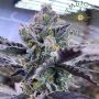 Kiyomi Feminized Marijuana Strain by Symbiotic Genetics For Sale Online at Cannabis Seeds Outlet