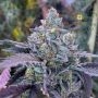 Kiyomi Feminized by Symbiotic Genetics THC Content Potency Strength CBD Height Yield Flowering Time Indica Sativa Genetics