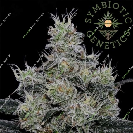Grease Fire Feminized Marijuana Strain by Symbiotic Genetics For Sale Online at Cannabis Seeds Outlet