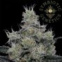 Grease Fire Feminized Marijuana Strain by Symbiotic Genetics For Sale Online at Cannabis Seeds Outlet