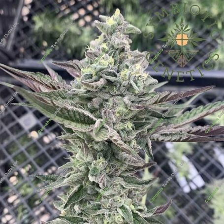 Ginger Mintz Feminized Marijuana Strain by Symbiotic Genetics For Sale Online at Cannabis Seeds Outlet