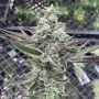 Ginger Mintz Feminized Marijuana Strain by Symbiotic Genetics For Sale Online at Cannabis Seeds Outlet