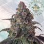 Full Zest Regular Marijuana Strain by Symbiotic Genetics For Sale Online at Cannabis Seeds Outlet