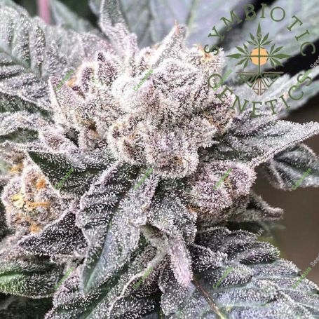Cara Cara Feminized Marijuana Strain by Symbiotic Genetics For Sale Online at Cannabis Seeds Outlet