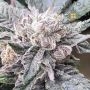 Cara Cara Feminized Marijuana Strain by Symbiotic Genetics For Sale Online at Cannabis Seeds Outlet