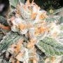 Candied Orange Feminized Marijuana Strain by Symbiotic Genetics For Sale Online at Cannabis Seeds Outlet