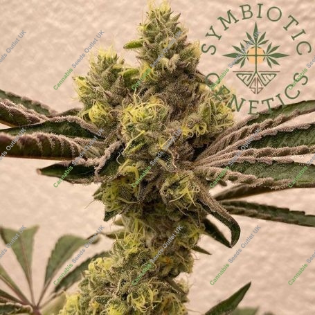 Bitter Orange Feminized Marijuana Strain by Symbiotic Genetics For Sale Online at Cannabis Seeds Outlet