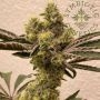 Bitter Orange Feminized Marijuana Strain by Symbiotic Genetics For Sale Online at Cannabis Seeds Outlet