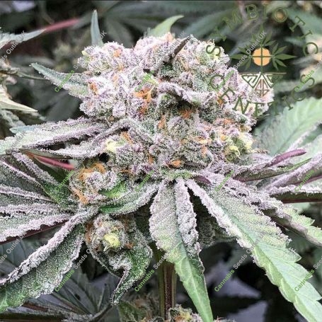 Baccarat Marijuana Strain by Symbiotic Genetics For Sale Online at Cannabis Seeds Outlet