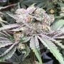 Baccarat Marijuana Strain by Symbiotic Genetics For Sale Online at Cannabis Seeds Outlet