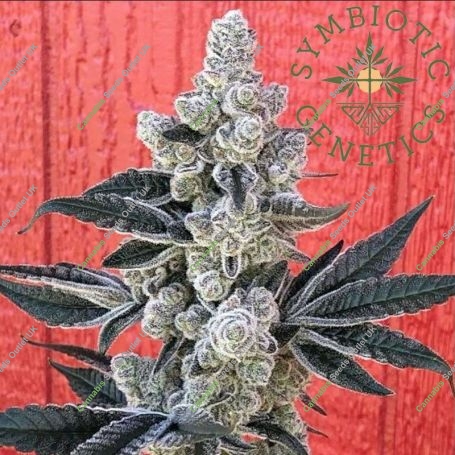 Flow State Feminized Marijuana Strain by Symbiotic Genetics For Sale Online at Cannabis Seeds Outlet