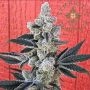 Flow State Feminized Marijuana Strain by Symbiotic Genetics For Sale Online at Cannabis Seeds Outlet
