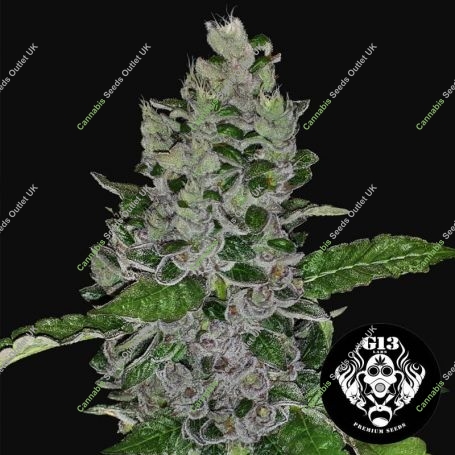 Frozen Afghan Mintz Feminized Marijuana Strain by G13 Labs For Sale Online at Cannabis Seeds Outlet