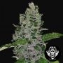 Frozen Afghan Mintz Feminized Marijuana Strain by G13 Labs For Sale Online at Cannabis Seeds Outlet