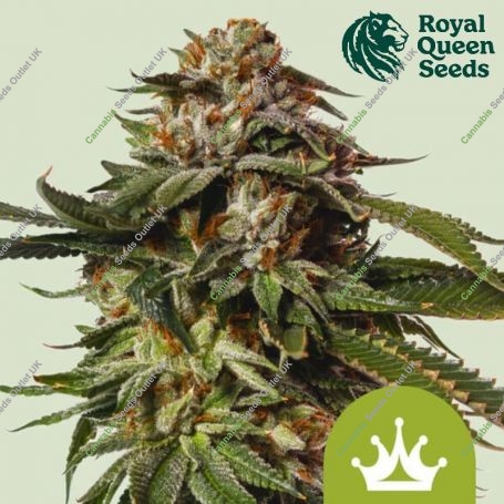 Special Queen 1 Auto Feminized Marijuana Strain by Royal Queen Seeds For Sale Online at Cannabis Seeds Outlet