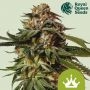 Special Queen 1 Auto Feminized Marijuana Strain by Royal Queen Seeds For Sale Online at Cannabis Seeds Outlet
