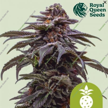 Tropicana Cookies Purple Auto Marijuana Strain by Royal Queen Seeds For Sale Online at Cannabis Seeds Outlet