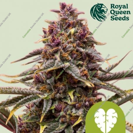 Pink Mist Auto Feminized Marijuana Strain by Royal Queen Seeds For Sale Online at Cannabis Seeds Outlet