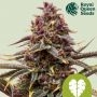 Pink Mist Auto Feminized Marijuana Strain by Royal Queen Seeds For Sale Online at Cannabis Seeds Outlet
