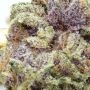 Royal Queen Seeds Purple Lemonade Auto Smoke Buds Weed Ganja Skunk Dope Pot Images Pics Nuggets