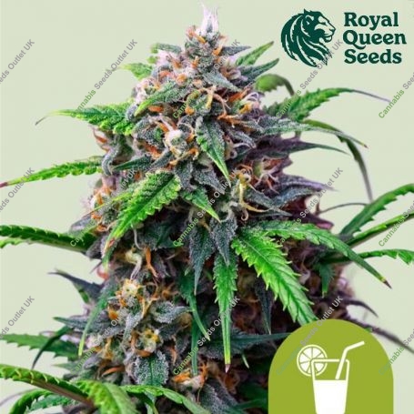 Purple Lemonade Auto Feminized Marijuana Strain by Royal Queen Seeds For Sale Online at Cannabis Seeds Outlet